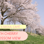 cherry blossom cafe, cafe in Seoul, mapo district, hongdae attractions, cherry blossom in korea